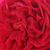 Czerwony  - Róża pnąca climber - Florentina ®